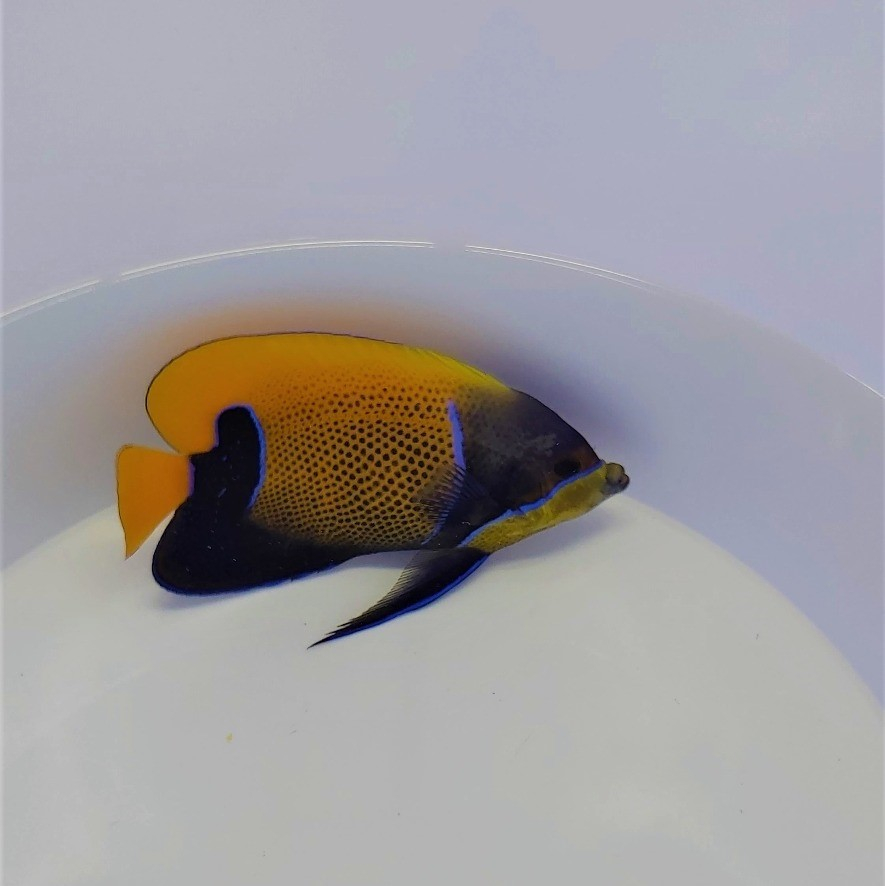 Pomacanthus navarchus (Adult)