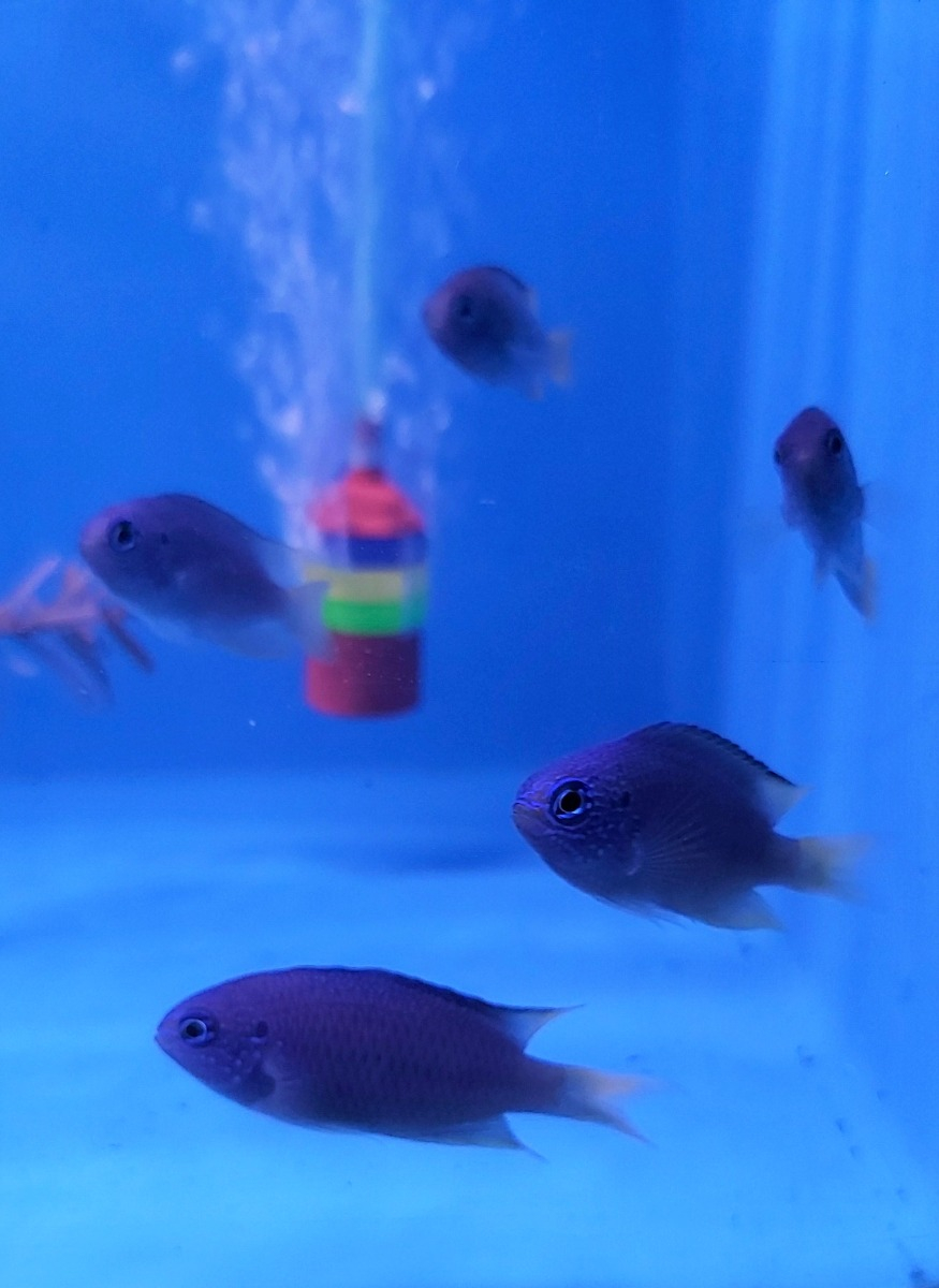 Pomacentrus coelestis - T.B.