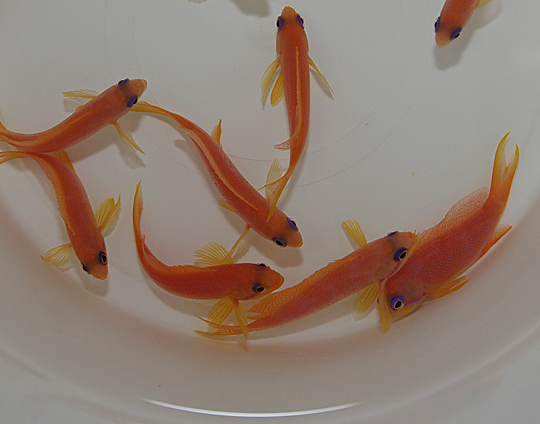 Pseudanthias squamipinnis (female)