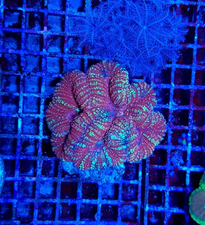 Symphyllia spp. (Orange/Red)