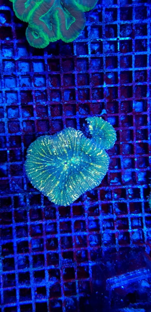 Symphyllia spp. (Green)