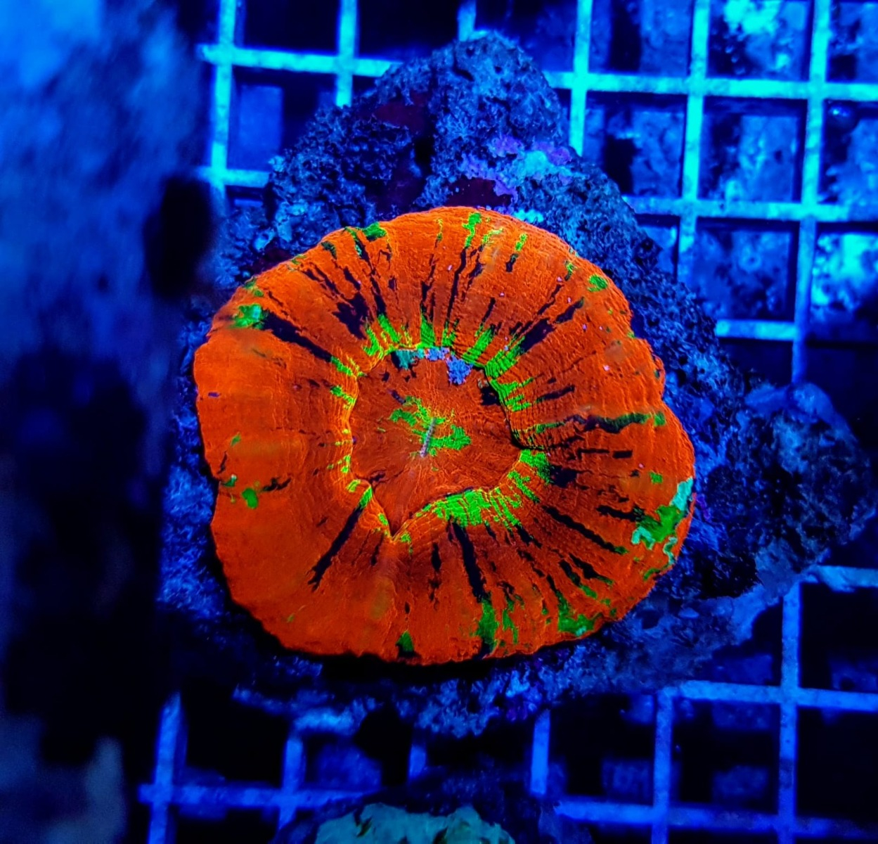 Scolymia  australis (Master Grade)