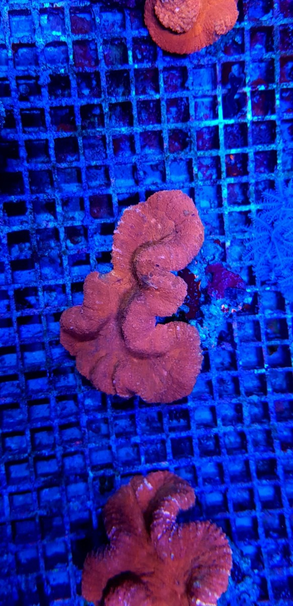 Symphyllia spp. (Orange/Red Premium)