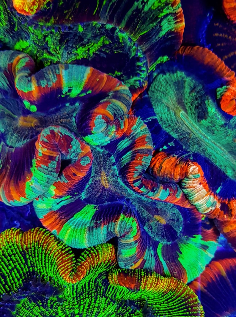 Trachyphyllia spp. (Rainbow Ultra)