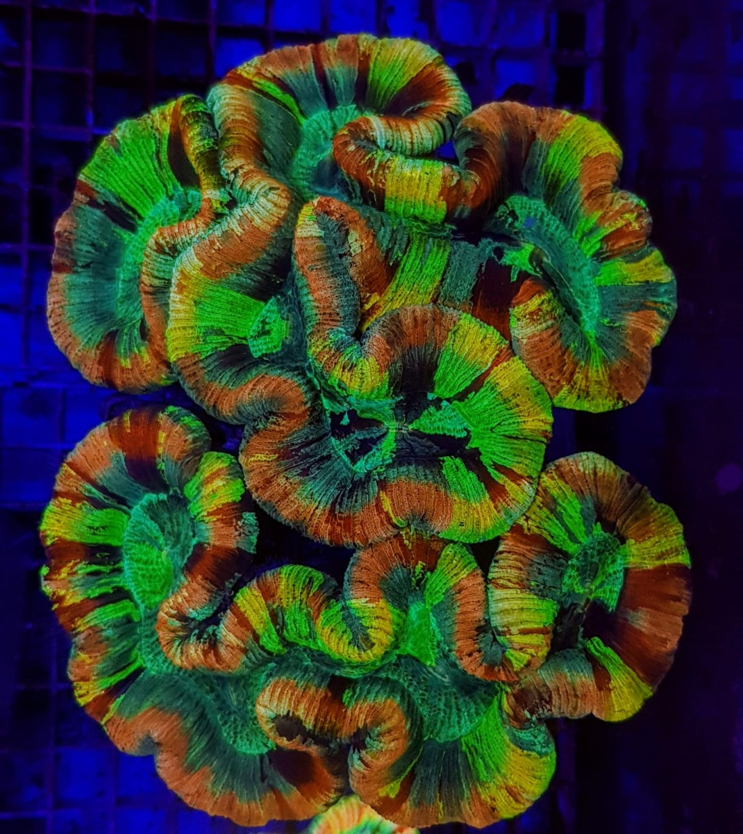 Trachyphyllia spp. (Rainbow Premium)