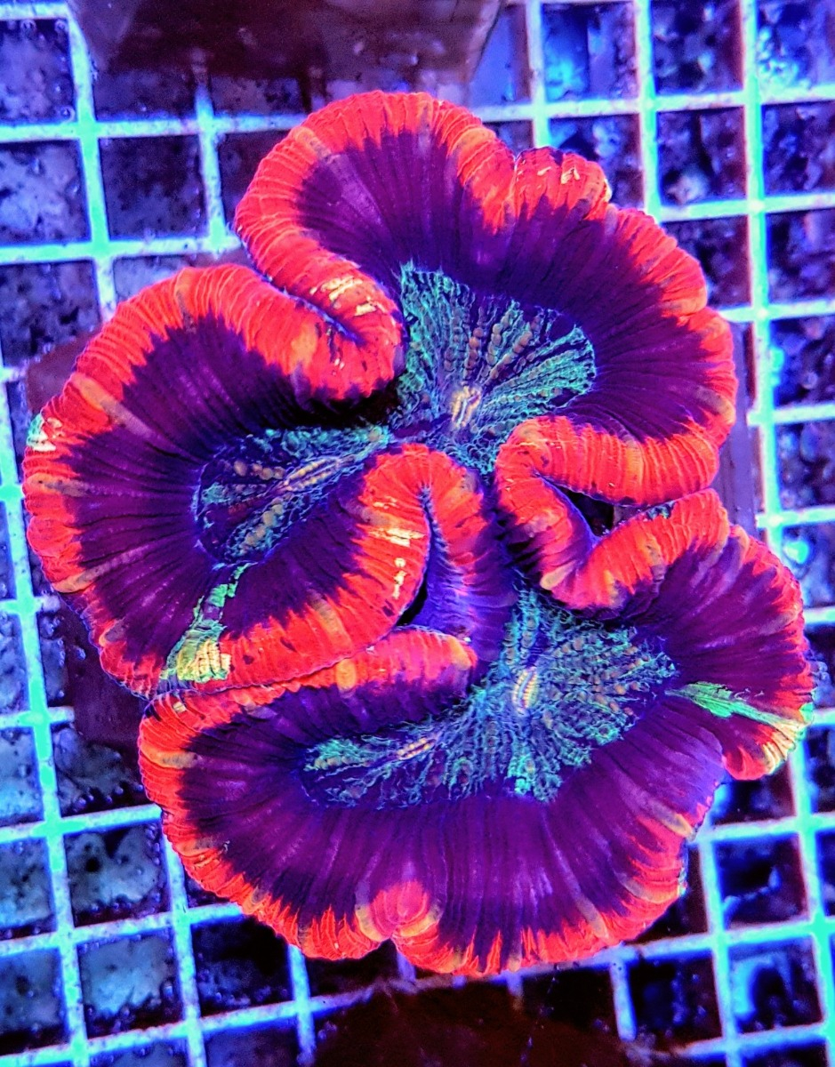 Trachyphyllia spp. (Red Premium)