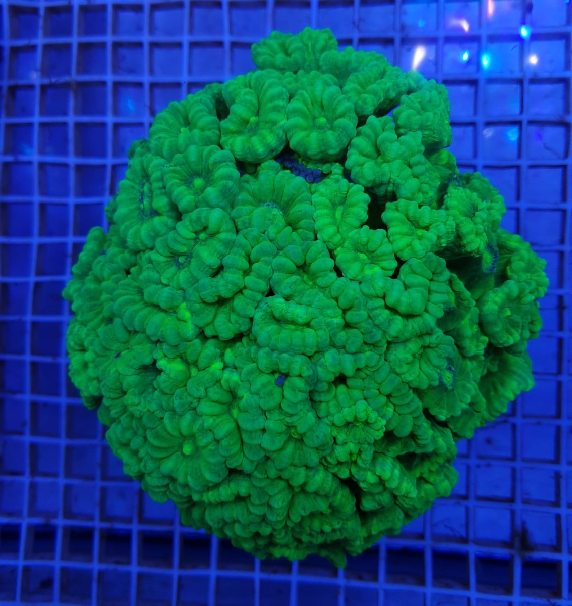 Caulastrea curvata Green  (Ultra)