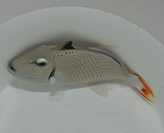 Xanthichthys kiritimati