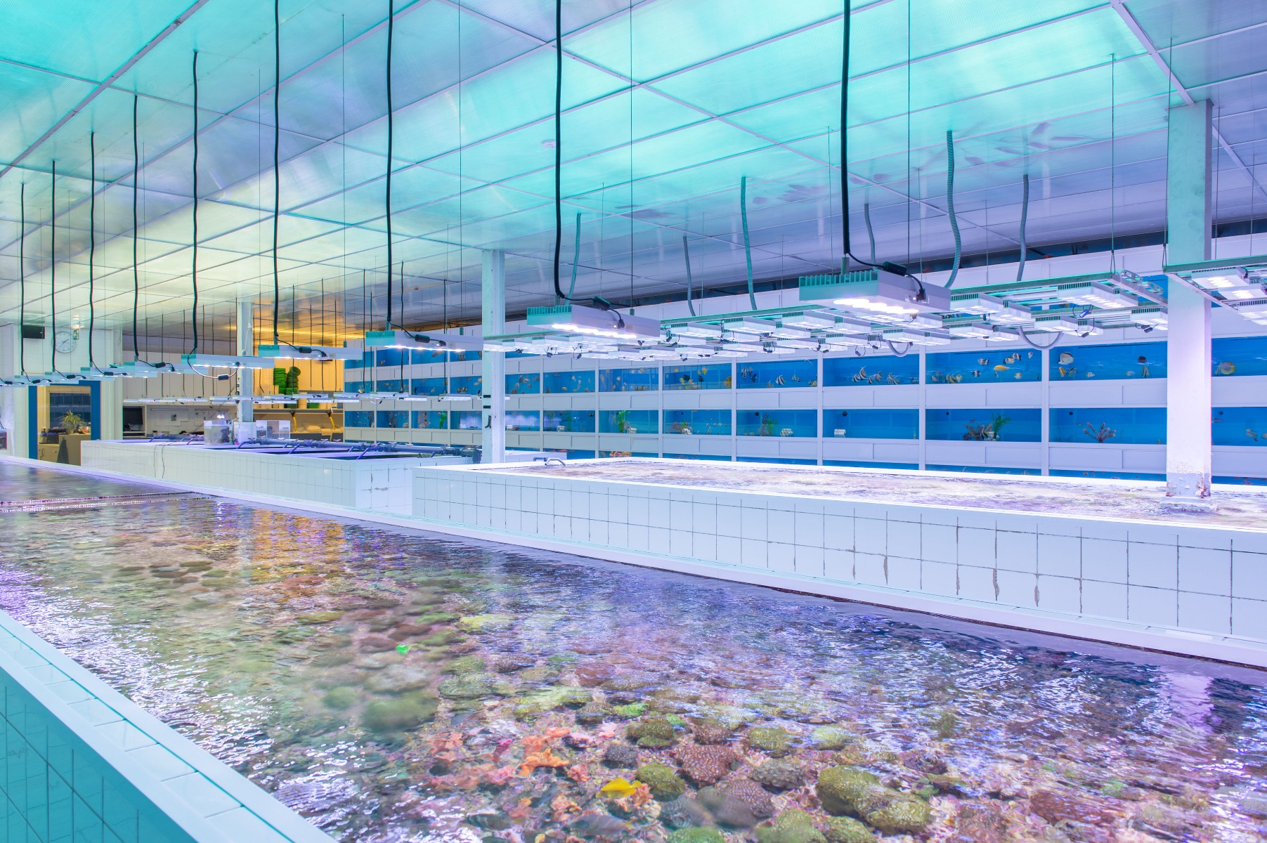 Aquarist op onze koraalafdeling (Fulltime)
